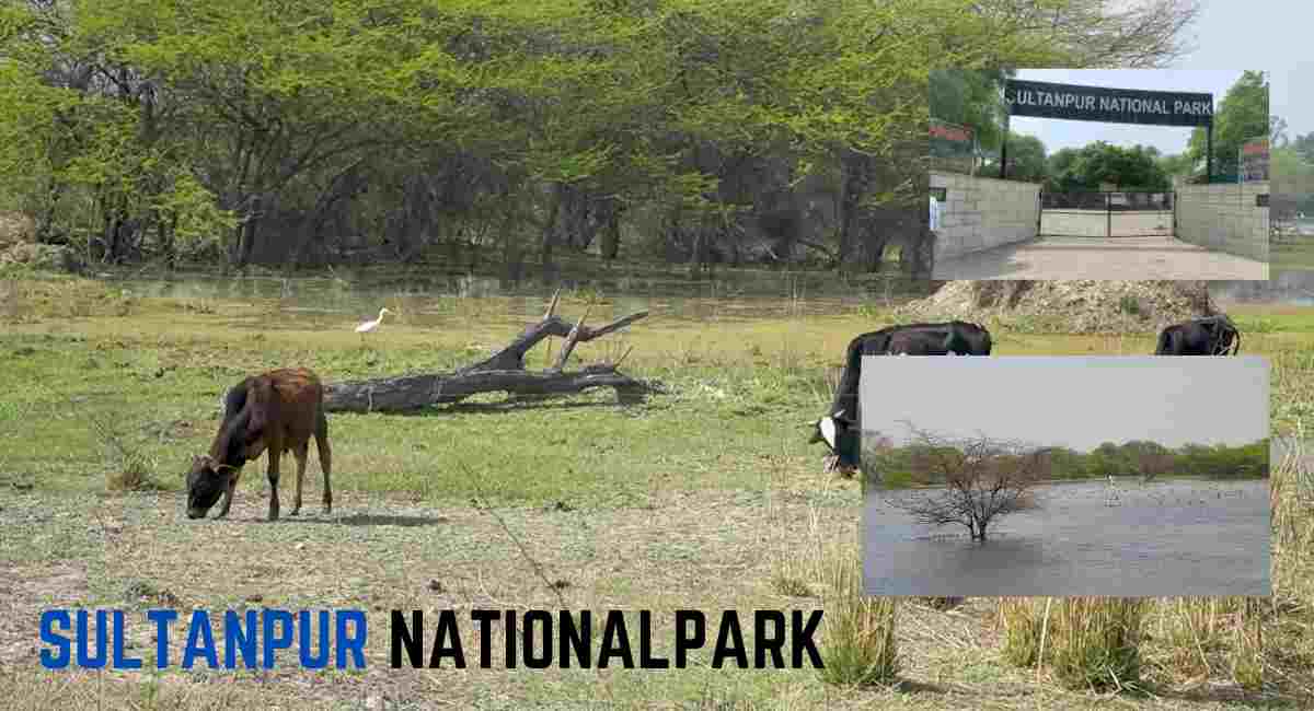 sultanpur national park