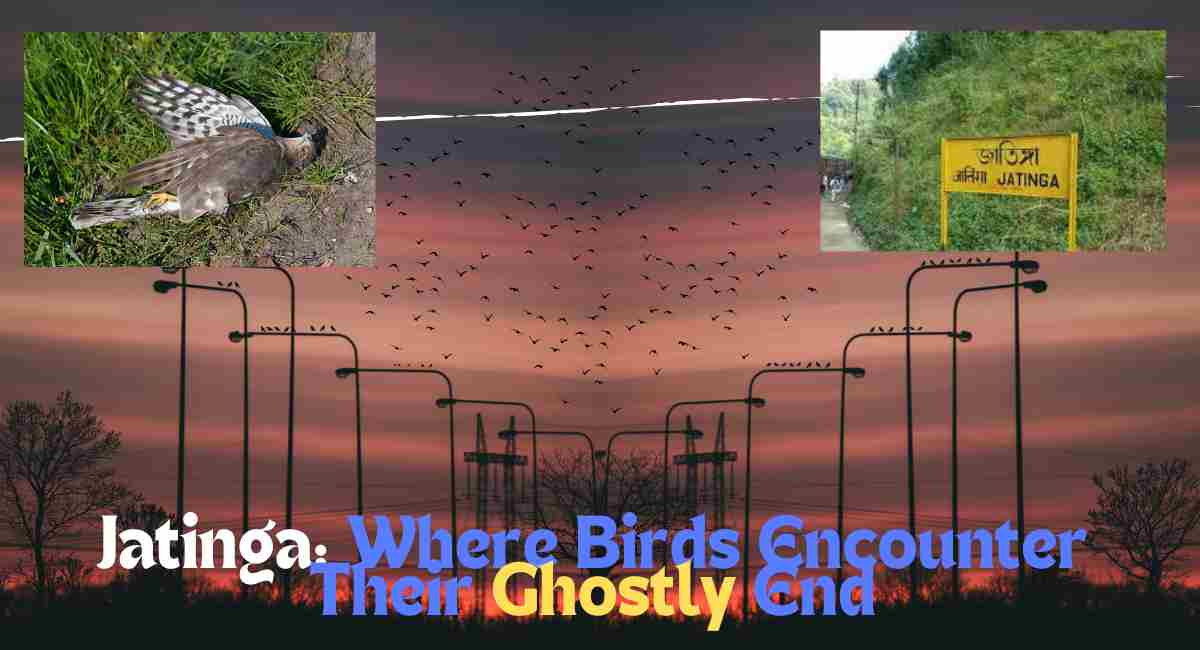 2024 Why Birds Meet a Ghostly Fate in Jatinga: The Unsolved Mystery