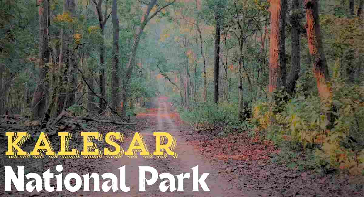 Kalesar National Park